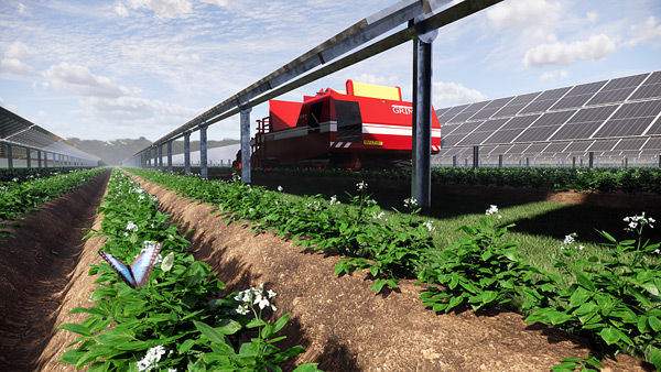 Solar panels and potato harvesting