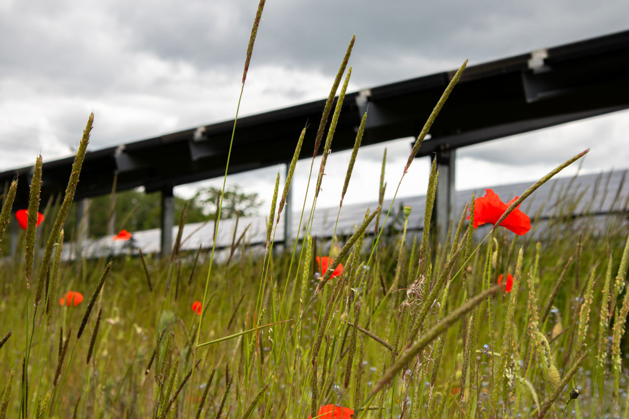 bloemen in zonnepark