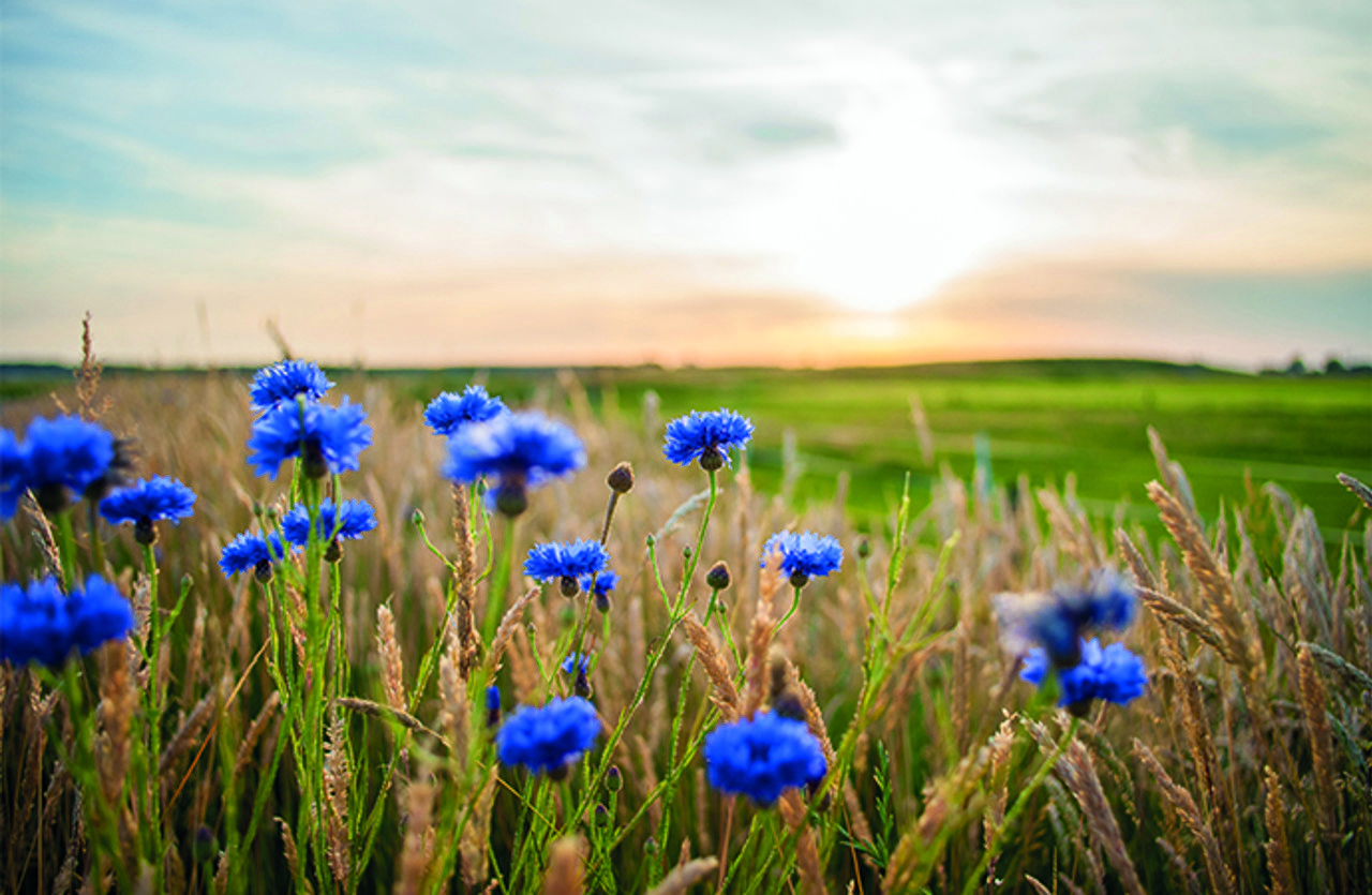 Zon opwek korenbloemen